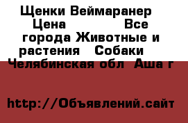 Щенки Веймаранер › Цена ­ 40 000 - Все города Животные и растения » Собаки   . Челябинская обл.,Аша г.